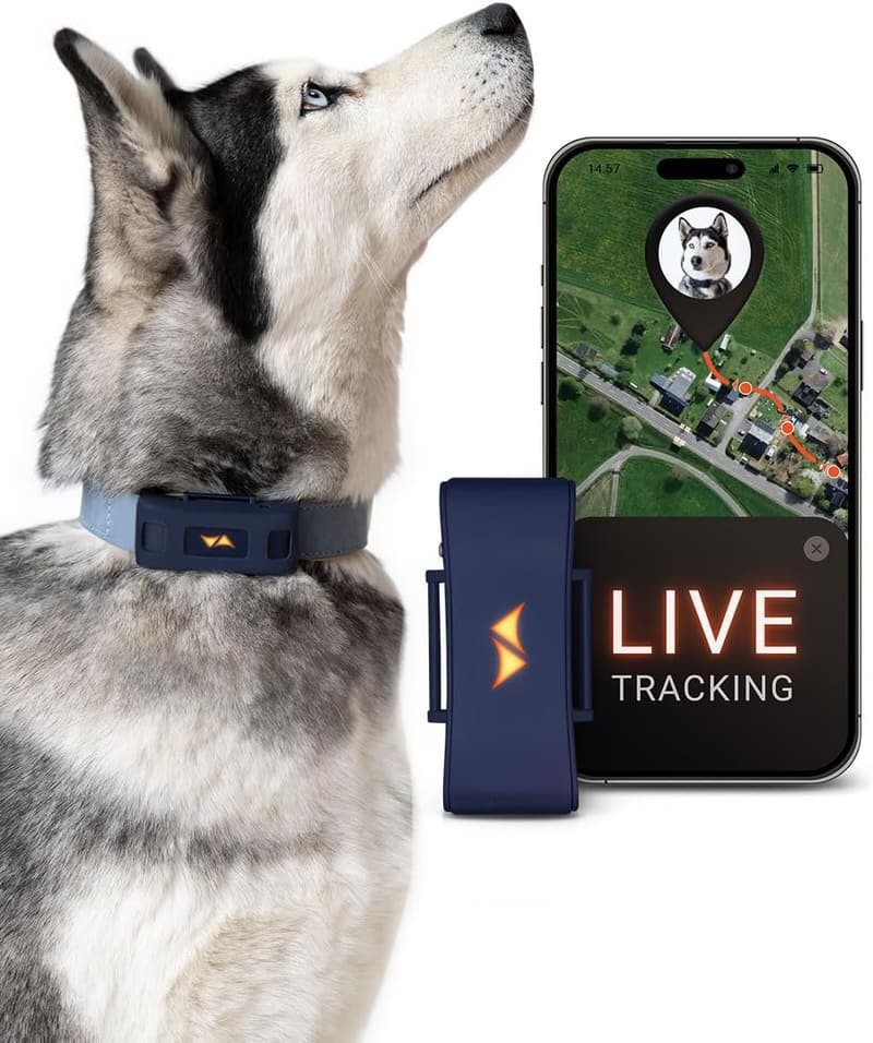 15 Gps Dog Tracker Without Subscription