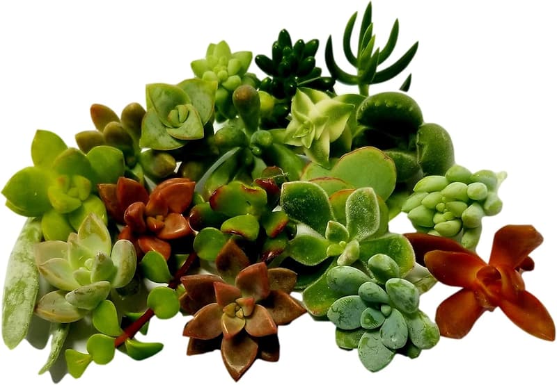15 How To Grow Mini Cactus