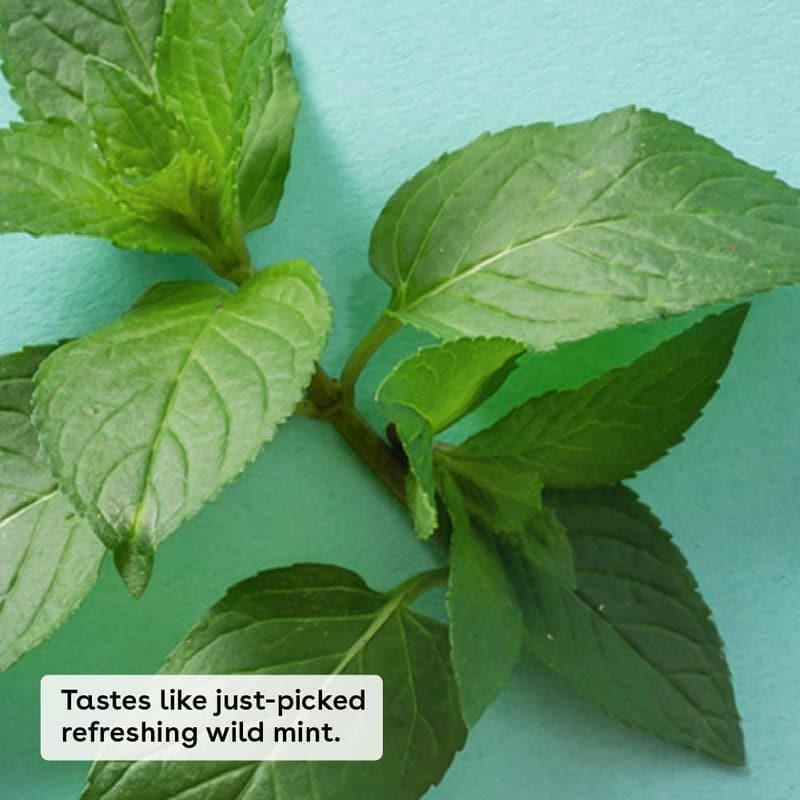 Natural Sweet Mint Lip Balm for Sensitive Skin, 0.25 oz