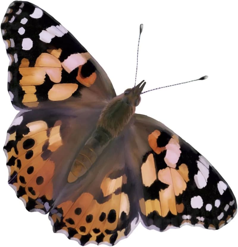 Butterfly Garden Kit with Live Caterpillars & Habitat
