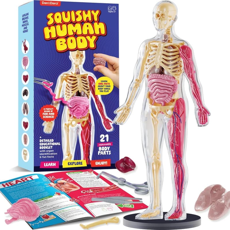 Kids' Human Anatomy Squishy Model - Educational STEM Toy