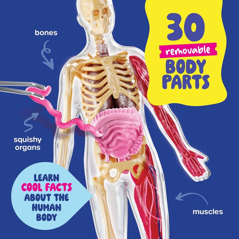 Kids' Human Anatomy Squishy Model - Educational STEM Toy