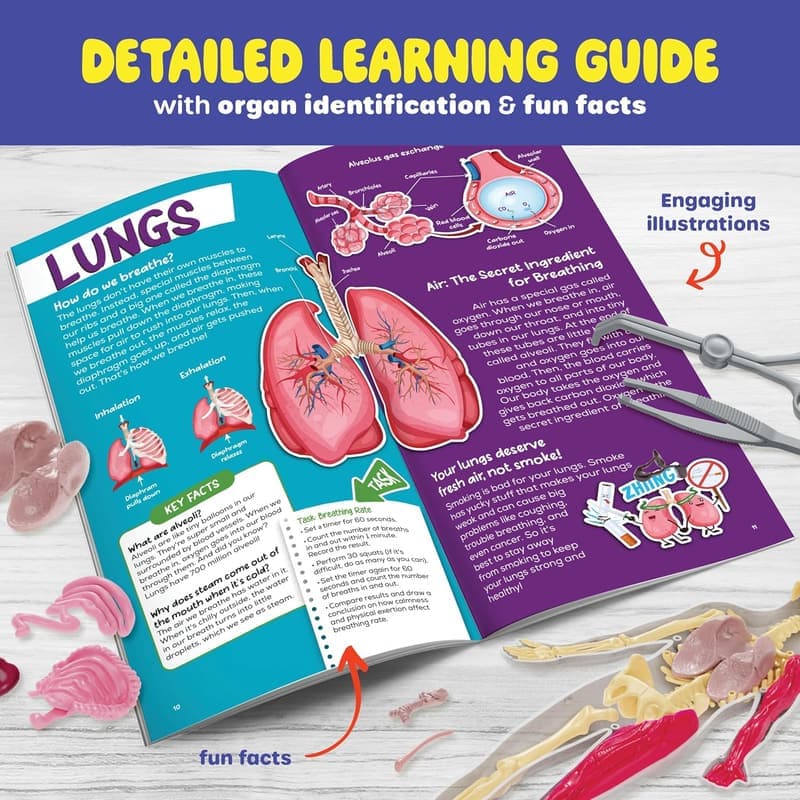 Kids' Human Anatomy Squishy Model - Educational STEM Toy